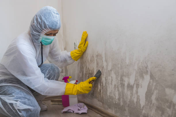 Best Mold Testing  in Mattoon, IL