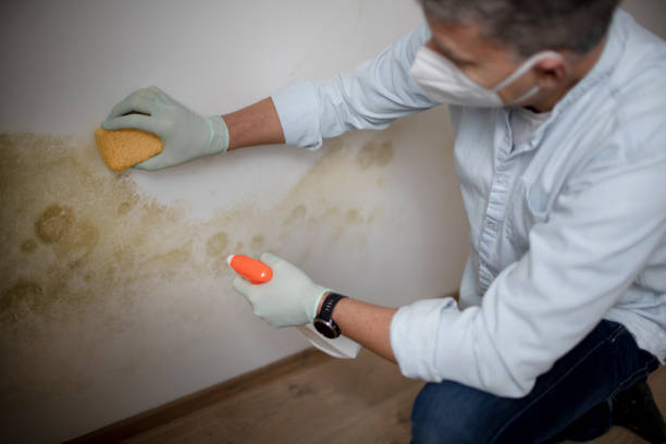 Best Mold Removal Specialists  in Mattoon, IL