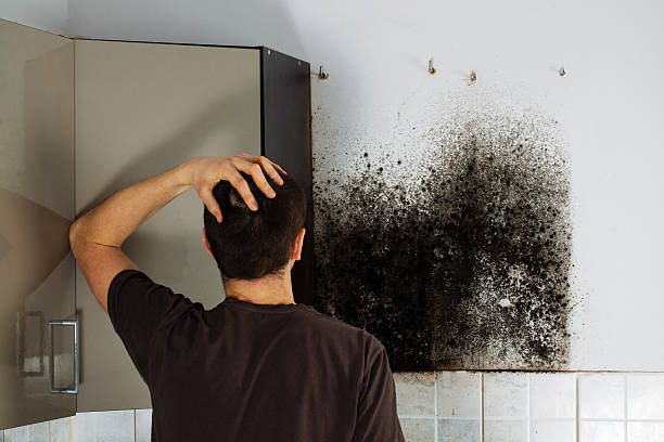 Best Emergency Mold Removal  in Mattoon, IL