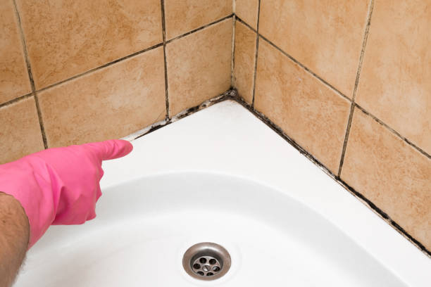 Best Local Mold Removal Service  in Mattoon, IL