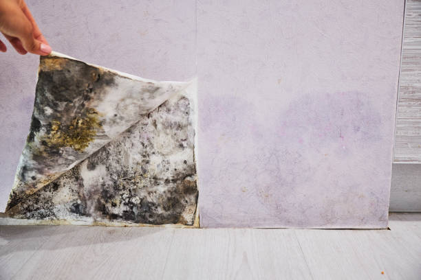 Best Home Mold Removal  in Mattoon, IL